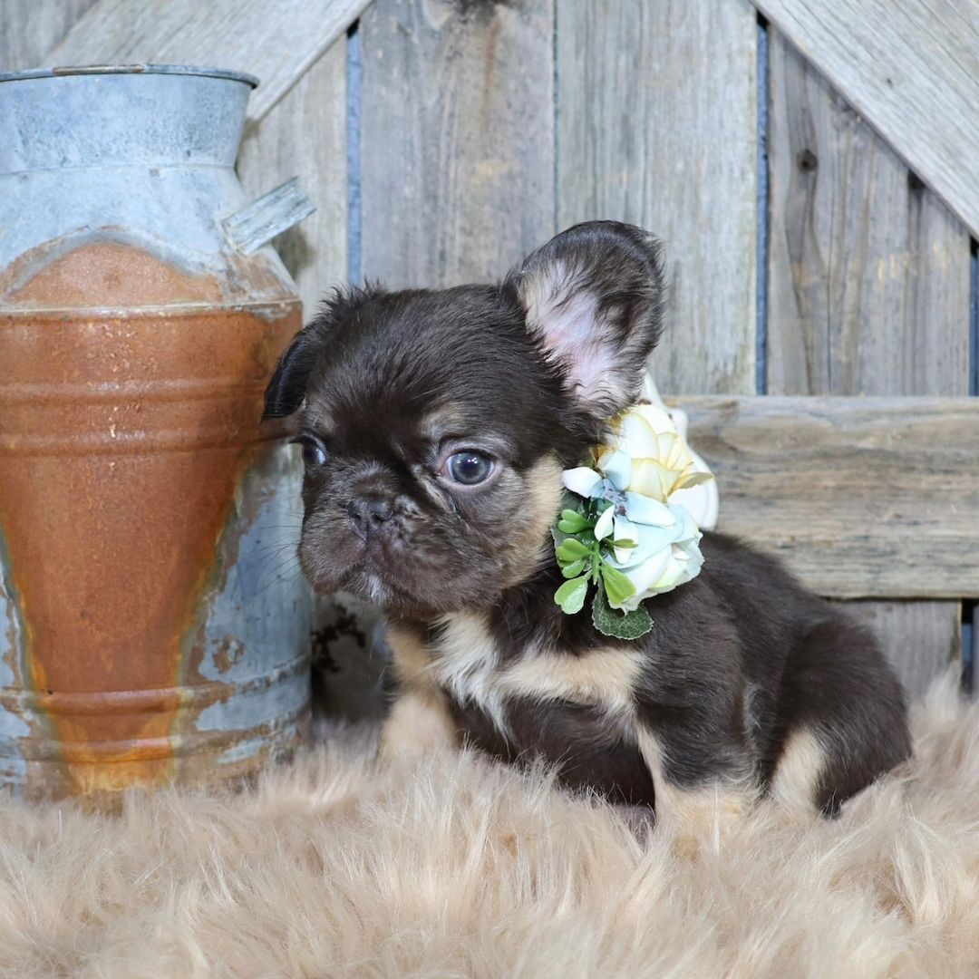 French bulldog puppy for adoption