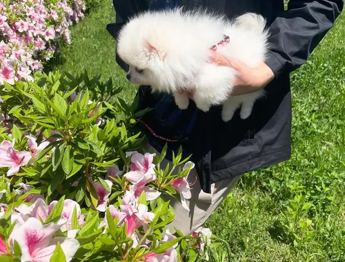 Wunderschöne Zweispitz Pommersche Welpen