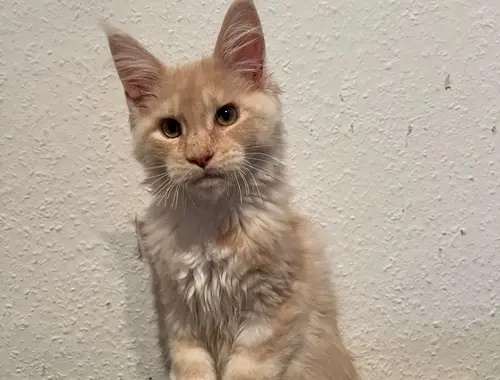 Maine coon Kater abzugeben