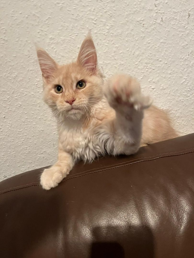 Maine coon Kater abzugeben