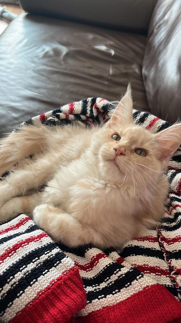 Maine coon Kater abzugeben