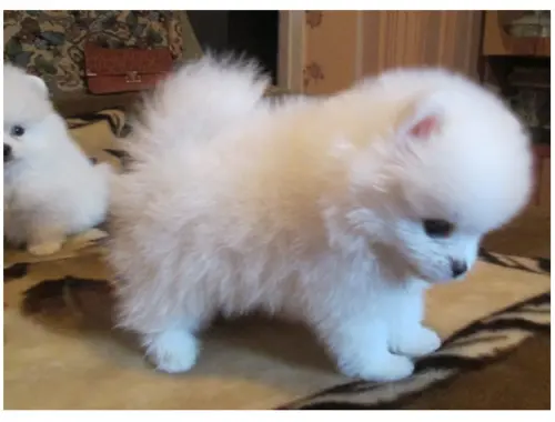 Pomeranian Zwergspitz welpe,