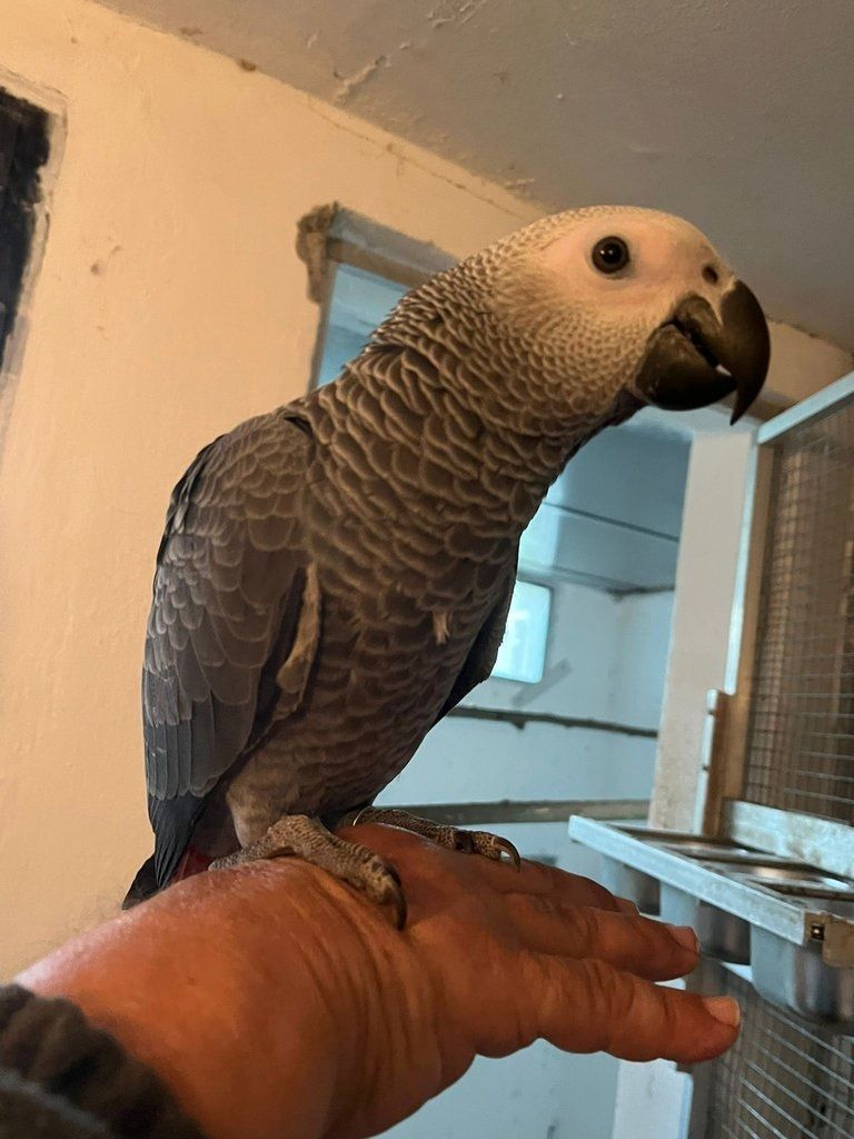 männlicher und weiblicher Graupapagei erhältlich männlicher und weiblicher Graupapagei erhältlich