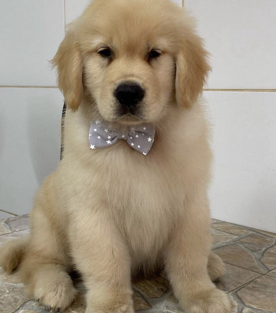 Wunderschöne Golden Retriever Welpen Wunderschöne Golden Retriever Welpen