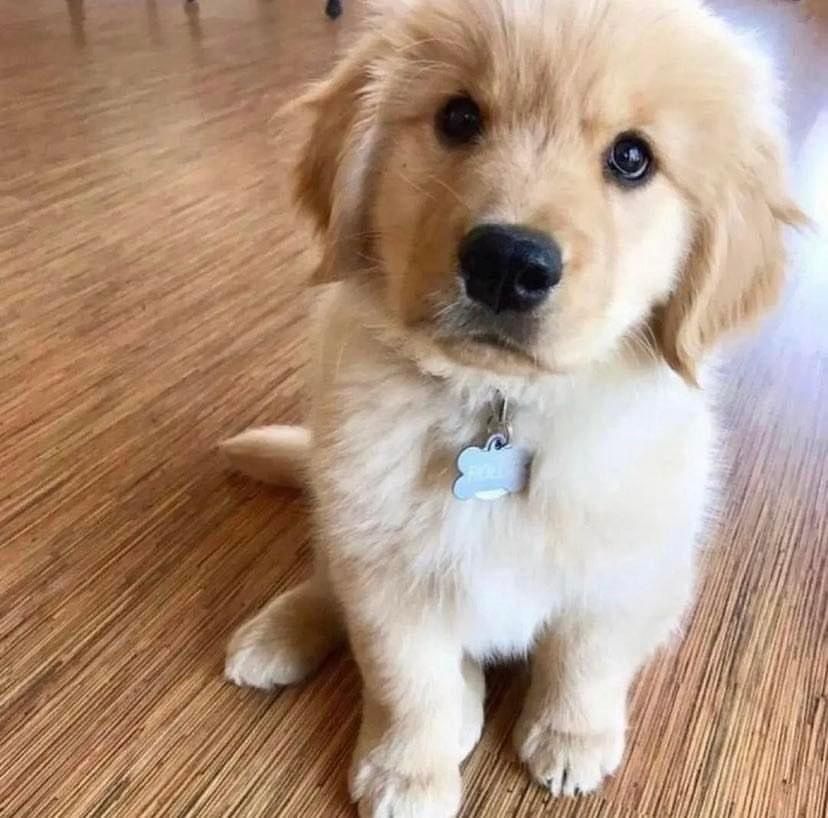 Golden Retriever Welpen Golden Retriever Welpen
