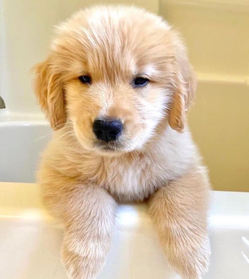 Golden Retriever Welpen Golden Retriever Welpen