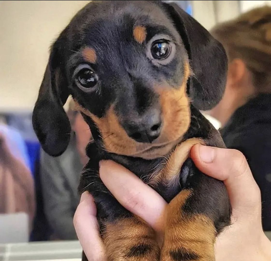 Süße 🥰 Dackel Welpen Süße 🥰 Dackel Welpen