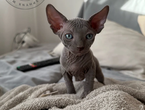 Canadian Sphynx Kitten Mit Stammbaum