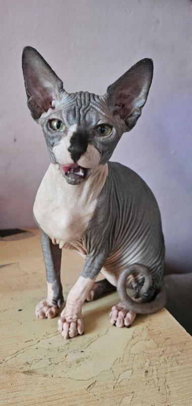 Sphynx Mädchen