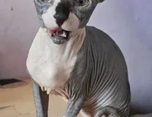 Sphynx Mädchen