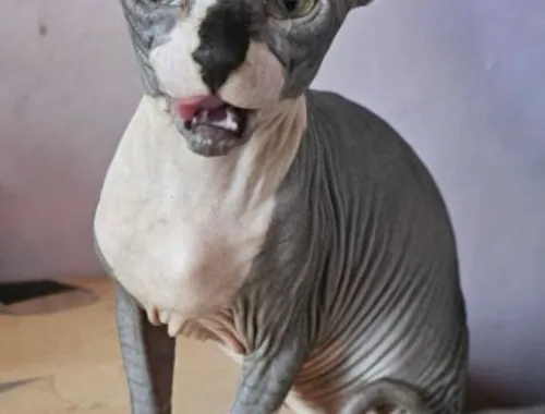 Sphynx Mädchen