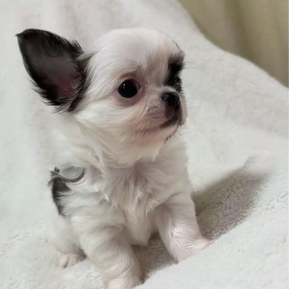 Chihuahua Mädchen