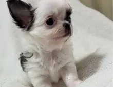 Chihuahua Mädchen