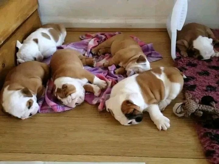 Englische Bulldoggen-Welpen zum Re-Homing