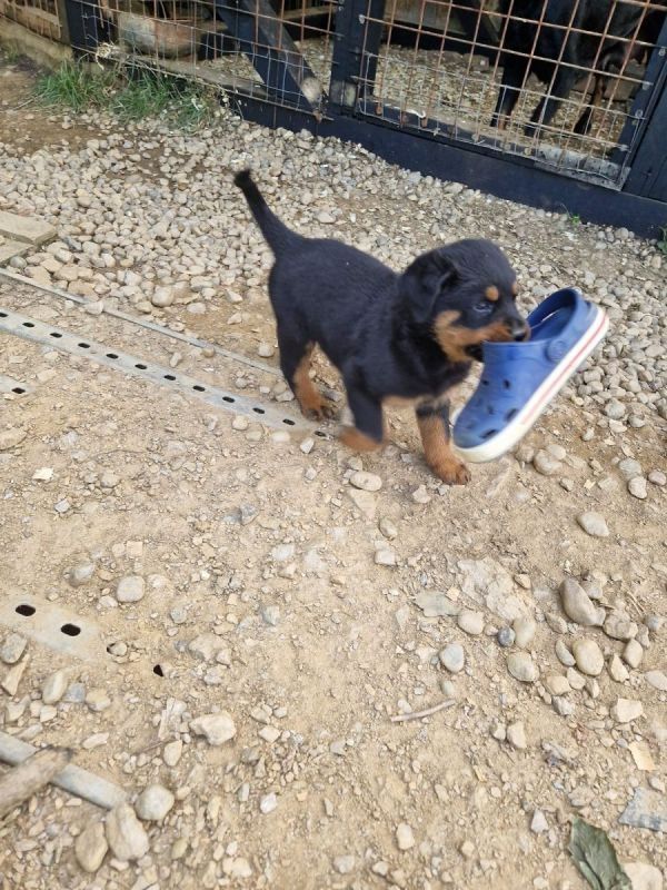 Rottweiler Welpe zu verkaufen Rottweiler Welpe zu verkaufen