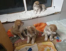 Akita Inu Welpen