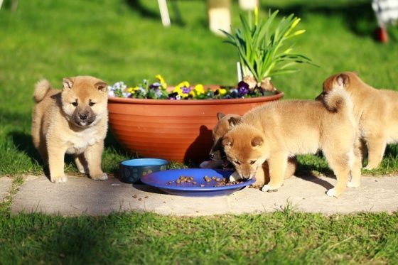Reinrassige Shiba Inu Welpen Reinrassige Shiba Inu Welpen