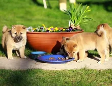 Reinrassige Shiba Inu Welpen