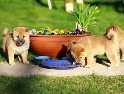 Reinrassige Shiba Inu Welpen