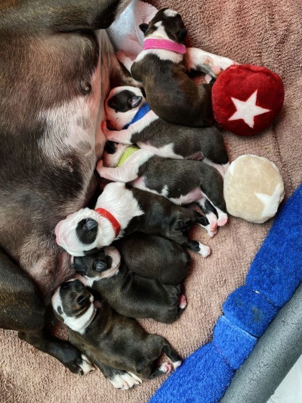 Gesunde, lebenslustige Boston Terrier-Welpen