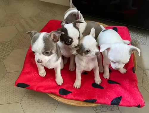 Süsse Chihuahua Welpen Mit Ahnentafel