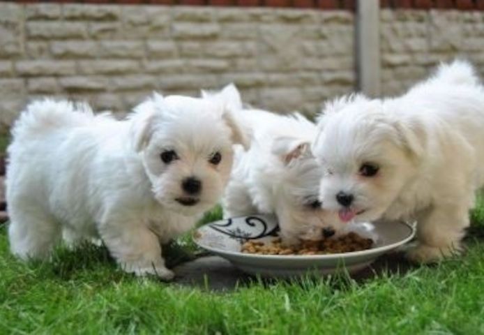 Malteser Welpen sofort abgabebereit