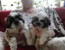 Reinrassige Shih Tzu-Welpen