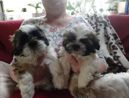 Reinrassige Shih Tzu-Welpen