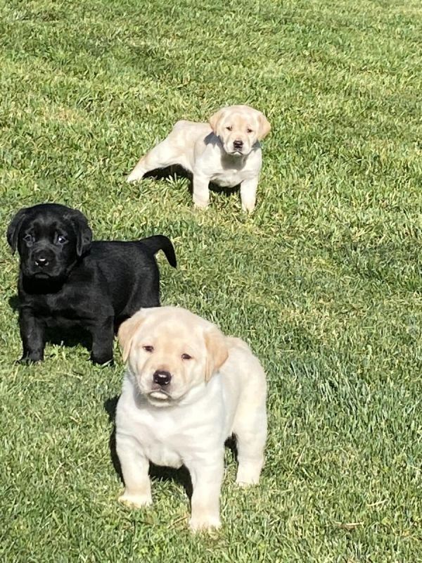 Bildschöne Labradorwelpen mit Papieren bereit. Bildschöne Labradorwelpen mit Papieren bereit.
