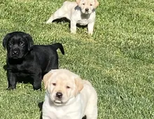 Bildschöne Labradorwelpen mit Papieren bereit.