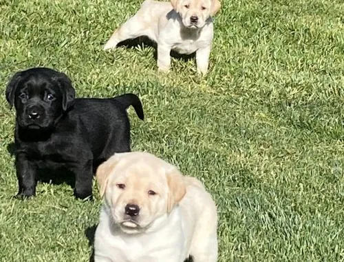 Bildschöne Labradorwelpen mit Papieren bereit.