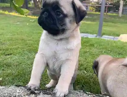 Entzückende männliche und weibliche Mops-Welpen