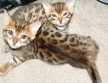 Weihnachten Bengal Kitten