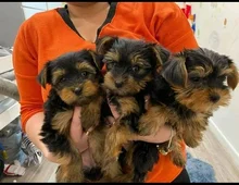 Weihnachten Yorkieshire  Welpen mit VDH Papieren