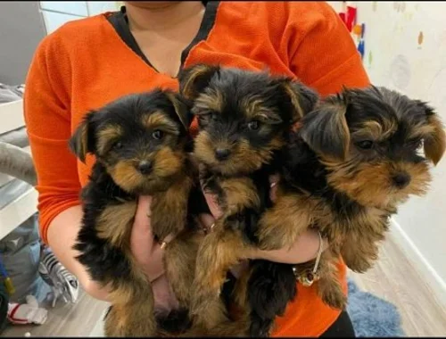 Weihnachten Yorkieshire  Welpen mit VDH Papieren