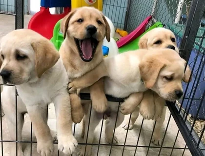 Weihnachten Labrador Welpen mit Papieren