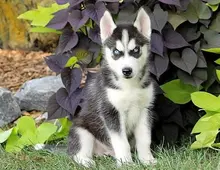 Weihnachten Siberian Husky Welpen