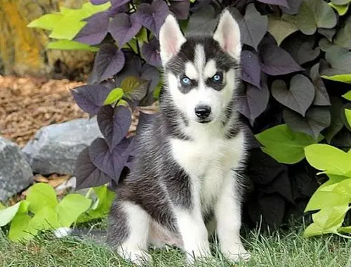 Weihnachten Siberian Husky Welpen