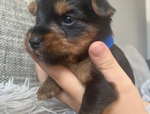 Yorkshire Terrier Welpen