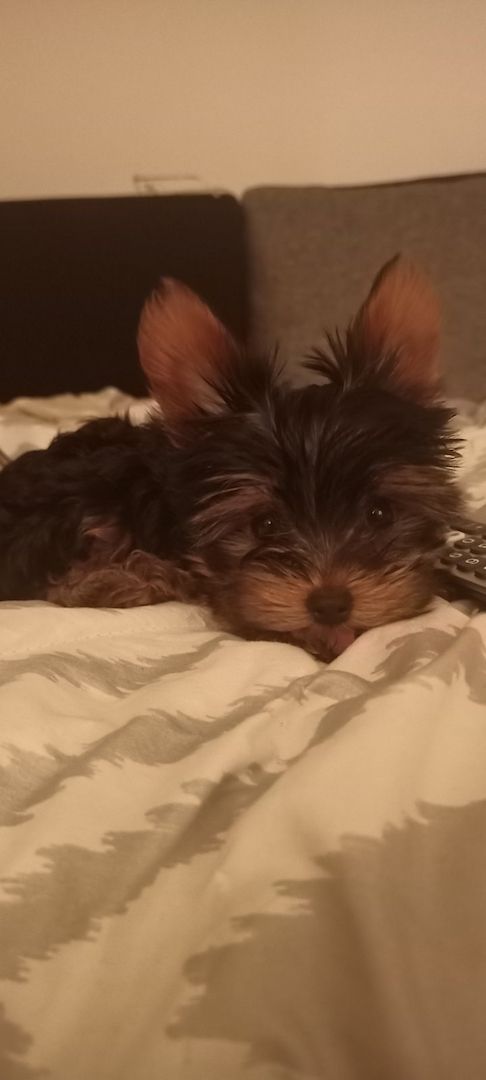 Yorkshire Terrier mini