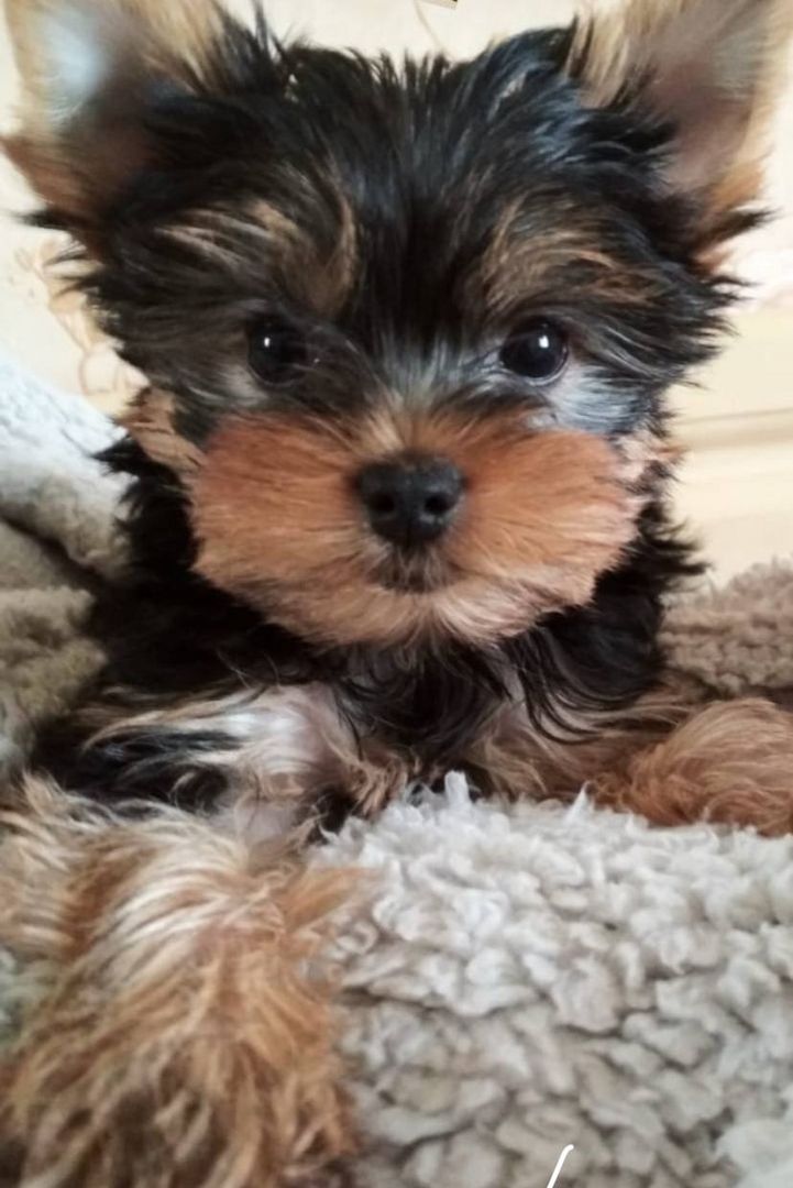 Yorkshire Terrier mini