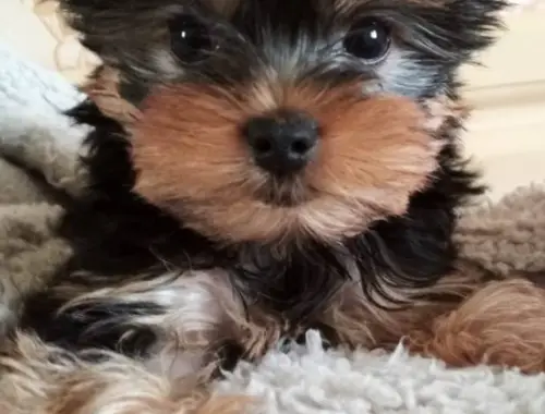 Yorkshire Terrier mini