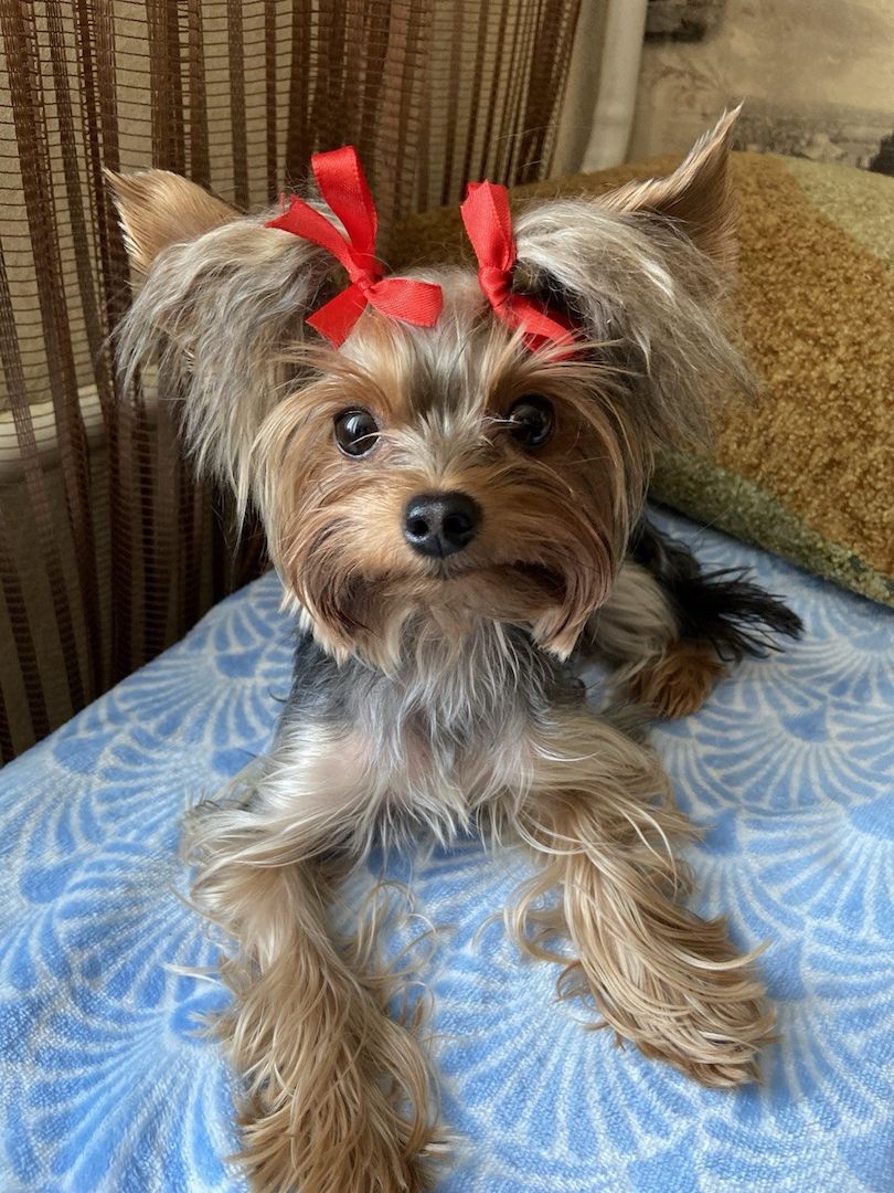 Yorkshire Terrier mini