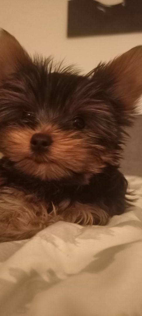 Yorkshire Terrier mini