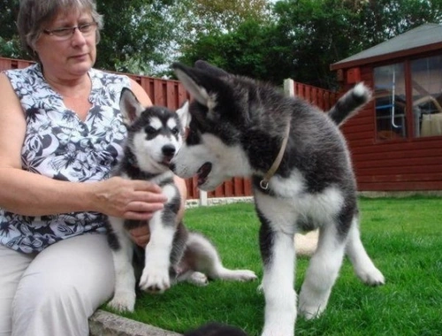 Weihnachten Siberian Husky Welpen ,.