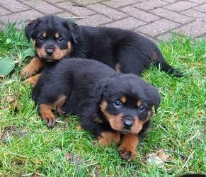 Weihnachten ADRK Rottweiler welpen Abzugeben