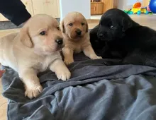 Weihnachten Labrador Welpen mit Papieren