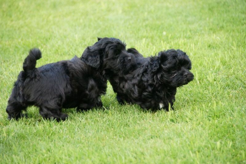Weihnachten Bolonka Zwetna zu verkaufen