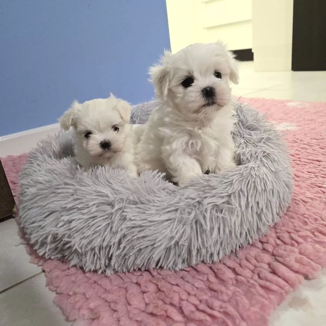 Malteser welpen mit Stammbaum