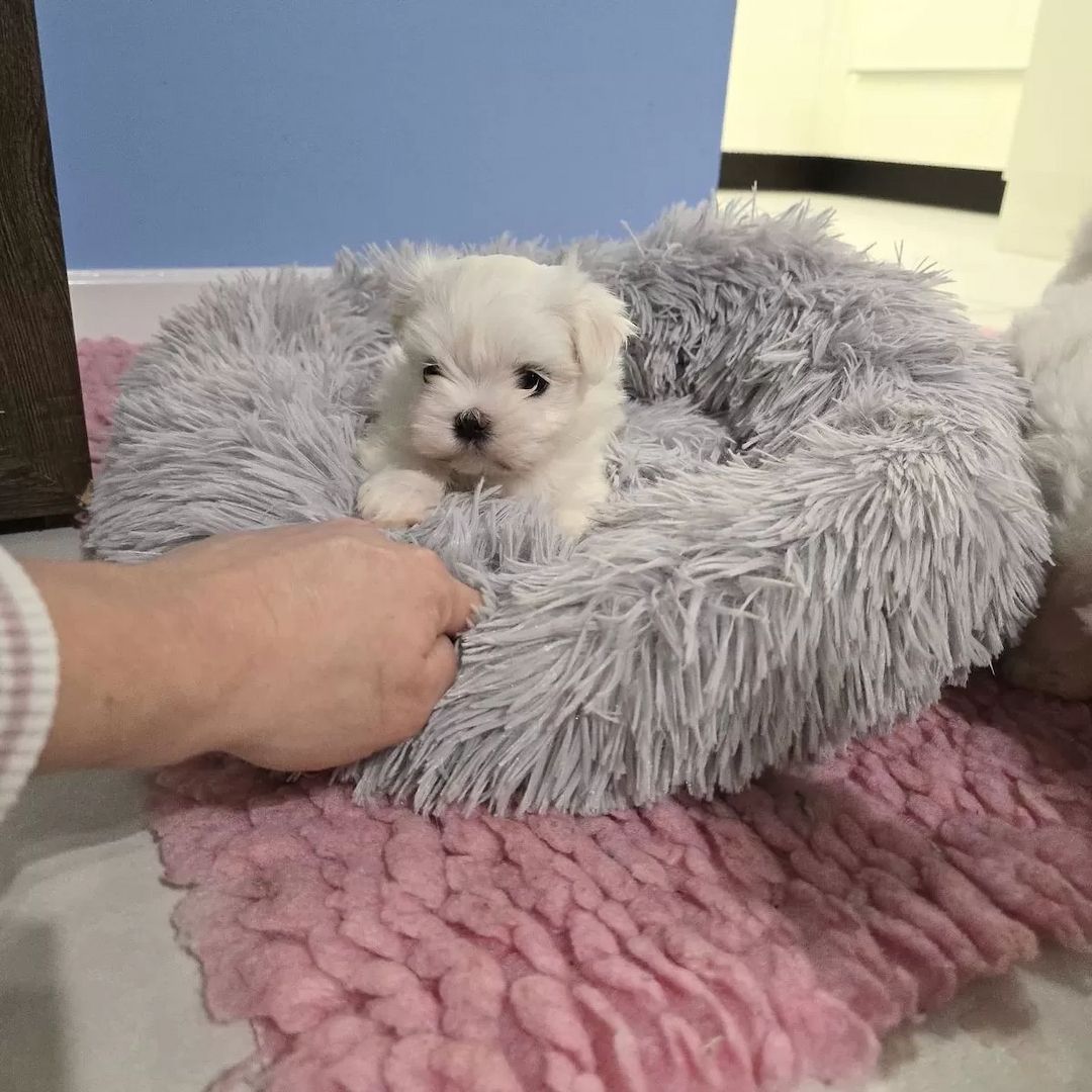 Malteser welpen mit Stammbaum